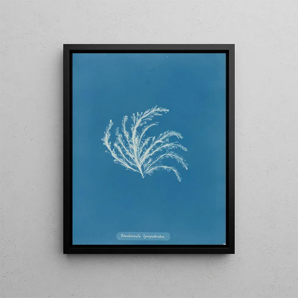 Rhodomela lycopodioides - Anna Atkins — framed artwork on a wall