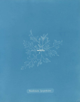 Rhodomela lycopodoides Painting - Anna Atkins — artwork view