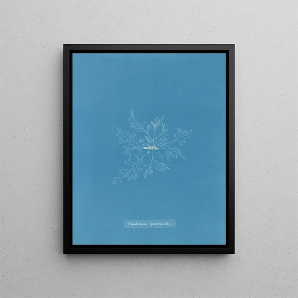 Rhodomela lycopodoides Painting - Anna Atkins — framed artwork on a wall