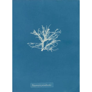 Rhodomela pinastroides - Anna Atkins — artwork view