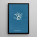 Rhodomela pinastroides - Anna Atkins — framed artwork on a wall