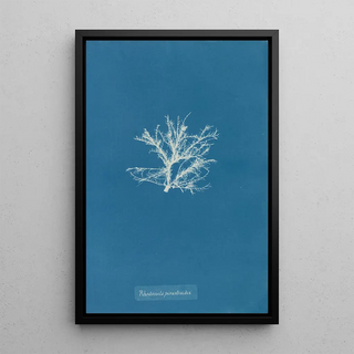 Rhodomela pinastroides - Anna Atkins — framed artwork on a wall