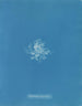 Rhodomela scorpioides - Anna Atkins — artwork view