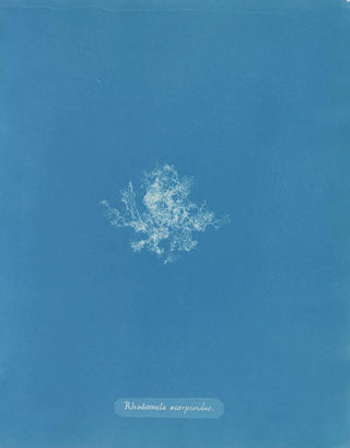 Rhodomela scorpioides - Anna Atkins — artwork view