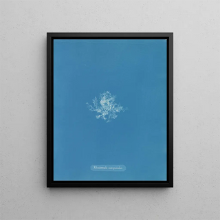 Rhodomela scorpioides - Anna Atkins — framed artwork on a wall