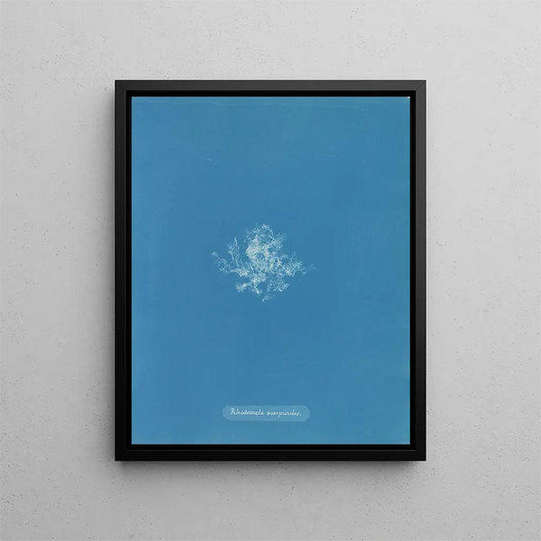 Rhodomela scorpioides - Anna Atkins — framed artwork on a wall