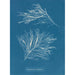 Rhodomela subfusca painting - Anna Atkins — artwork view