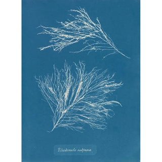 Rhodomela subfusca painting - Anna Atkins — artwork view