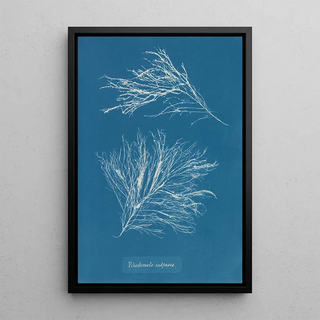 Rhodomela subfusca painting - Anna Atkins — framed artwork on a wall