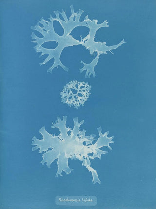 Rhodoménie bifida - Anna Atkins — artwork view