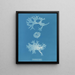 Rhodoménie bifida - Anna Atkins — framed artwork on a wall