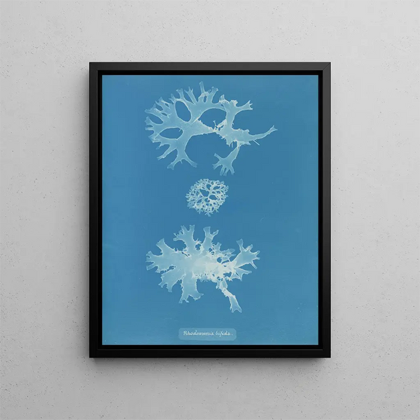 Rhodoménie bifida - Anna Atkins — framed artwork on a wall
