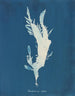 Rhodoménie ciliée - Anna Atkins — artwork view