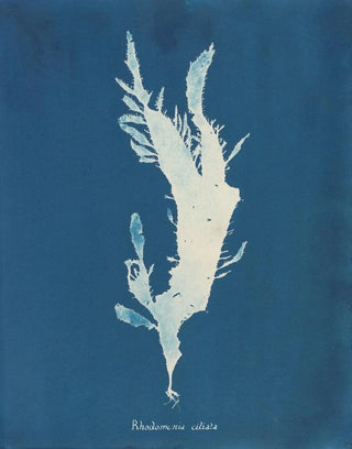 Rhodoménie ciliée - Anna Atkins — artwork view