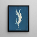 Rhodoménie ciliée - Anna Atkins — framed artwork on a wall