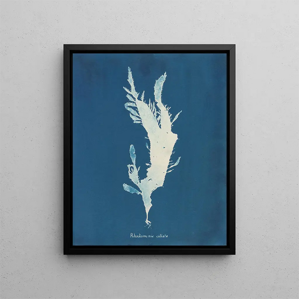 Rhodoménie ciliée - Anna Atkins — framed artwork on a wall