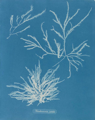 Rhodoménie jubata - Anna Atkins — artwork view