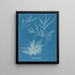 Rhodoménie jubata - Anna Atkins — framed artwork on a wall