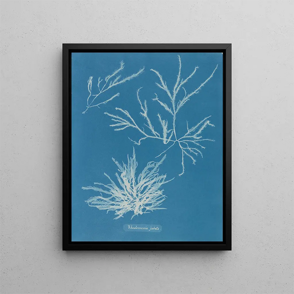 Rhodoménie jubata - Anna Atkins — framed artwork on a wall