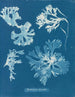 Rhodoménie laciniata - Anna Atkins — artwork view