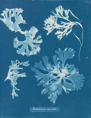 Rhodoménie laciniata - Anna Atkins — artwork view