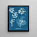 Rhodoménie laciniata - Anna Atkins — framed artwork on a wall