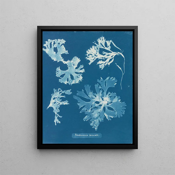 Rhodoménie laciniata - Anna Atkins — framed artwork on a wall