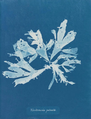 Rhodoménie palmée - Anna Atkins — artwork view