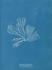 Rhodomenia palmata - Anna Atkins — artwork view