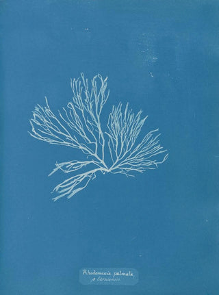 Rhodomenia palmata - Anna Atkins — artwork view