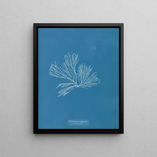 Rhodomenia palmata - Anna Atkins — framed artwork on a wall
