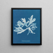 Rhodoménie palmée - Anna Atkins — framed artwork on a wall