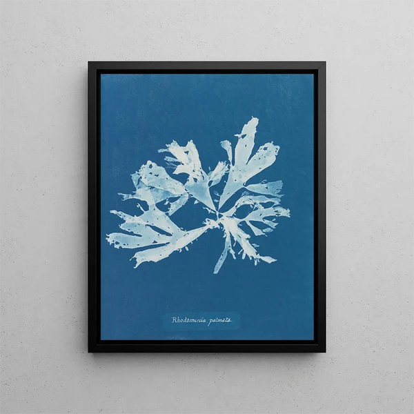 Rhodoménie palmée - Anna Atkins — framed artwork on a wall