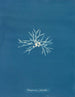 Rhodoménie palmée - Anna Atkins — artwork view