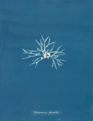 Rhodoménie palmée - Anna Atkins — artwork view