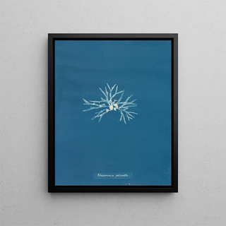 Rhodoménie palmée - Anna Atkins — framed artwork on a wall