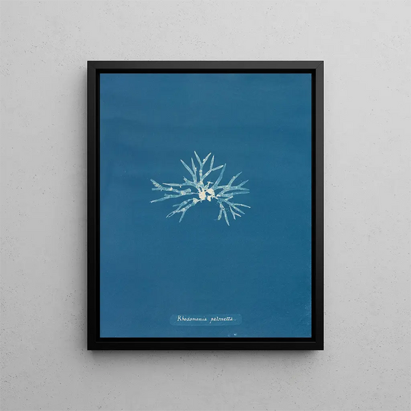 Rhodoménie palmée - Anna Atkins — framed artwork on a wall