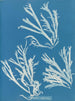 Rhodoménie polycarpe - Anna Atkins — artwork view