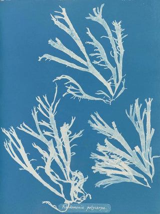 Rhodoménie polycarpe - Anna Atkins — artwork view