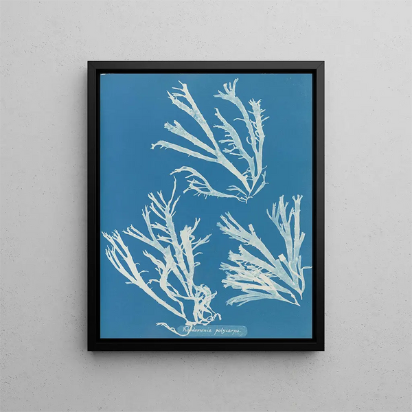 Rhodoménie polycarpe - Anna Atkins — framed artwork on a wall