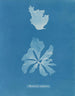 Rhodoménie réniforme painting - Anna Atkins — artwork view