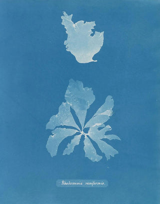 Rhodoménie réniforme painting - Anna Atkins — artwork view