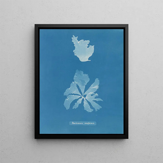 Rhodoménie réniforme painting - Anna Atkins — framed artwork on a wall