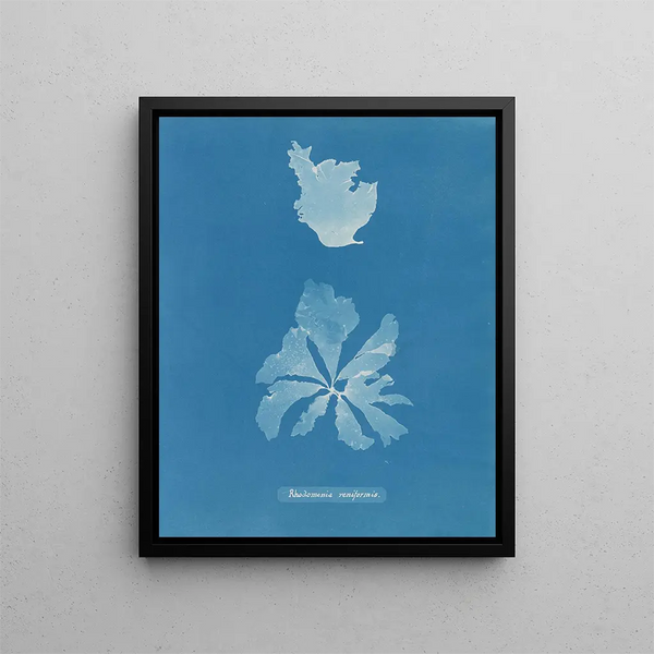 Rhodoménie réniforme painting - Anna Atkins — framed artwork on a wall