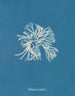 Rhodoménie sobolifera - Anna Atkins — artwork view