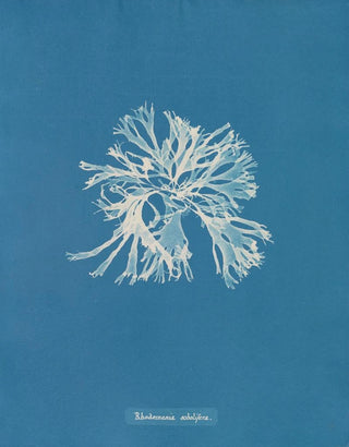 Rhodoménie sobolifera - Anna Atkins — artwork view