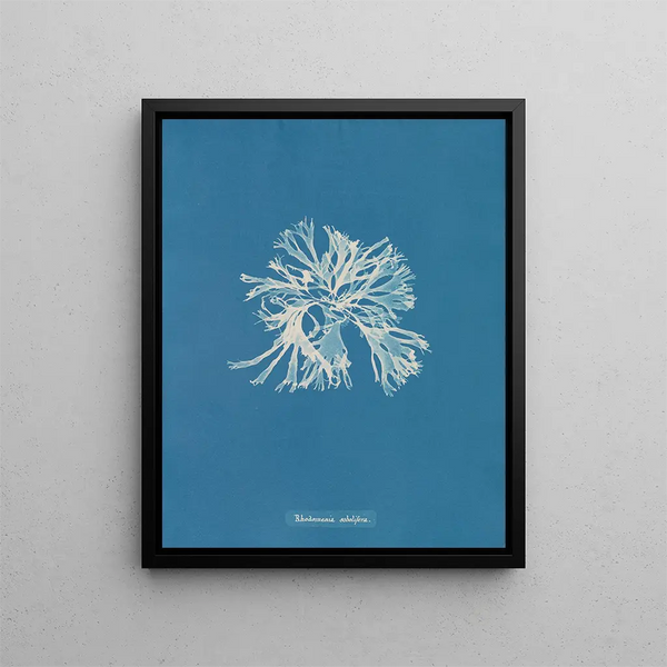 Rhodoménie sobolifera - Anna Atkins — framed artwork on a wall