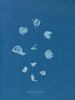 Bright Streams - Anna Atkins — artwork view