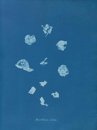 Bright Streams - Anna Atkins — artwork view