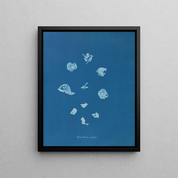 Bright Streams - Anna Atkins — framed artwork on a wall